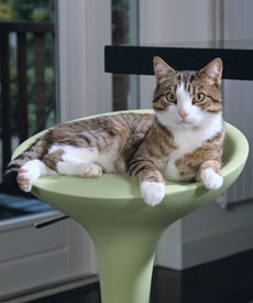 Animonda Integra Protect Diabetes Cat 100g - nedvestáp túlsúlyos vagy cukorbeteg macskáknak